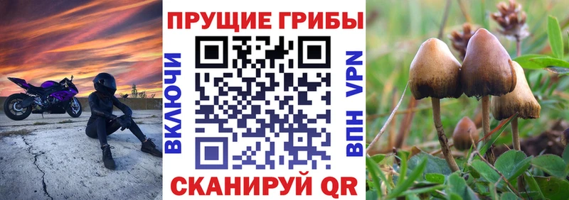 shop формула MEGA вход Приморск Галлюциногенные грибы Magic Shrooms
